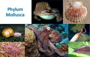 Phylum Mollusca 1 Introduction to Mollusks Mollusks are