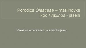 Porodica Oleaceae maslinovke Rod Fraxinus jaseni Fraxinus americana