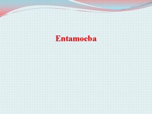 Entamoeba Hazard Identification What is Entamoeba Entamoeba is