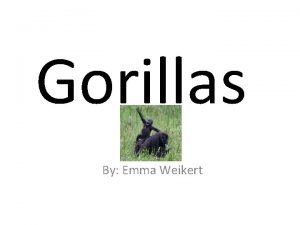 Gorillas By Emma Weikert Playtime Gorillas are very