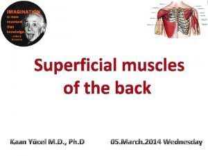 Superficial muscles of the back Kaan Ycel M