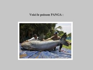 Voici le poisson PANGA Attention ne pas acheter