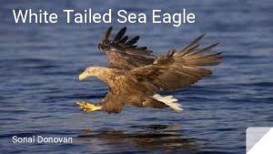 White Tailed Sea Eagle Sona Donovan History White