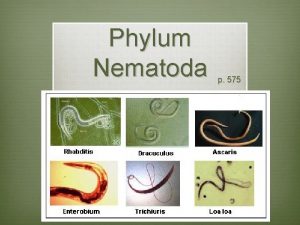Phylum Nematoda p 575 Characteristics v Roundworms v
