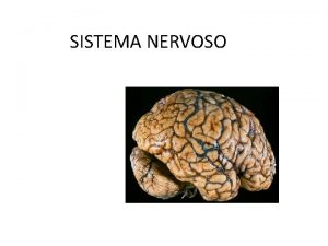 SISTEMA NERVOSO FUNES Controlar as funes orgnicas Integrao