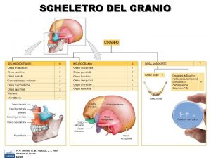 SCHELETRO DEL CRANIO SCHELETRICO DEL CRANIO VISIONE ANTERIORE