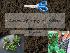 Stem and Leaf Propagation Cuttings Ms Avinelis Asexual