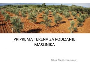 PRIPREMA TERENA ZA PODIZANJE MASLINIKA Nikola karid mag