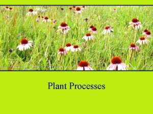 Plant Processes Movement of Materials Roots Moves water
