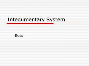 Integumentary System Boss Integumentary System o Consists of