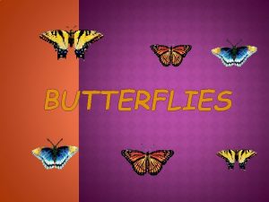 BUTTERFLIES Butterflies have an unusual life cycle Larval