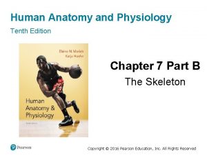 Human Anatomy and Physiology Tenth Edition Chapter 7