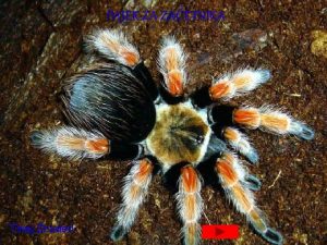 PAJEK ZA ZAETNIKA Tinej nuderl Delitev pajkov Pajke