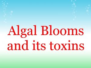 Algal Blooms and its toxins Christine Trinh Definition