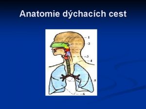 Anatomie dchacch cest Anatomick klasifikace Horn dchac cesty