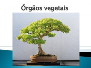 rgos vegetais Os vegetais apresentam na sua organizao