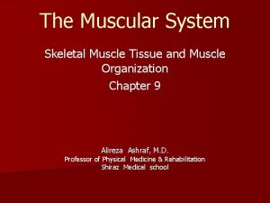 The Muscular System Skeletal Muscle Tissue and Muscle