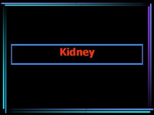 Kidney Anatomy of the Urinary System Kidneys urine