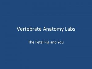 Vertebrate Anatomy Labs The Fetal Pig and You