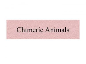 Chimeric Animals What are Chimeras Chimeras are animals