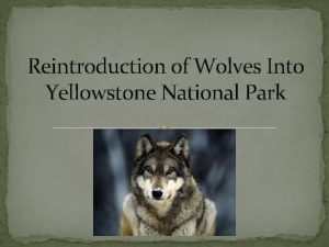 Reintroduction of Wolves Into Yellowstone National Park Wolves