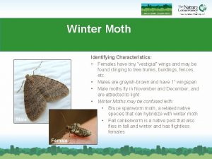 Winter Moth Identifying Characteristics Females have tiny vestigial