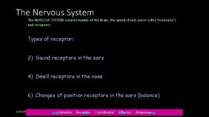 The Nervous System The NERVOUS SYSTEM consists mainly