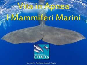 Vita in Apnea I Mammiferi Marini a cura