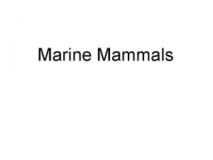 Marine Mammals Traits 1 viviparous 2 mammary glands