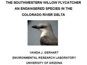 THE SOUTHWESTERN WILLOW FLYCATCHER AN ENDANGERED SPECIES IN