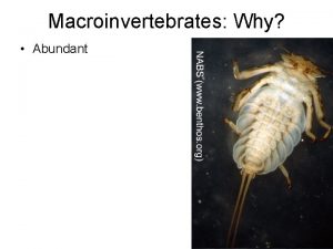 Macroinvertebrates Why Abundant Macroinvertebrates Why Abundant Easy to