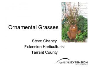 Ornamental Grasses Steve Chaney Extension Horticulturist Tarrant County