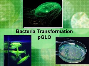 Bacteria Transformation p GLO What is Transformation n