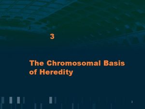 3 The Chromosomal Basis of Heredity 1 Human