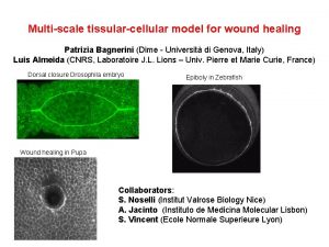 Multiscale tissularcellular model for wound healing Patrizia Bagnerini