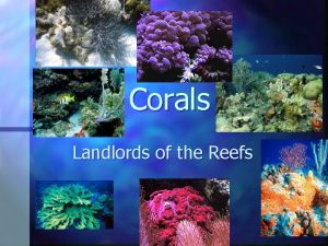 Corals Landlords of the Reefs What are corals