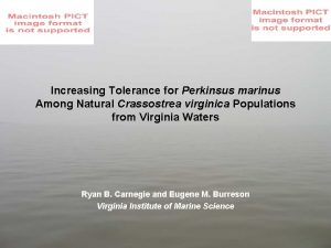 Increasing Tolerance for Perkinsus marinus Among Natural Crassostrea