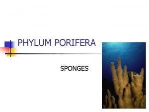 PHYLUM PORIFERA SPONGES Invertebrate Animals Phylum Porifera n