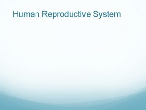 Human Reproductive System Male Reproductive System Male Reproductive