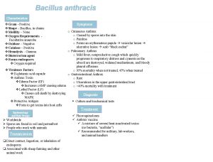 Bacillus anthracis Characteristics v Gram Positive v Shape