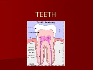 TEETH Tooth Anatomy People use their teeth to