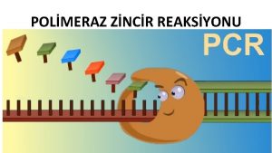 POLMERAZ ZNCR REAKSYONU PCR nedir Polimeraz zincir reaksiyonu