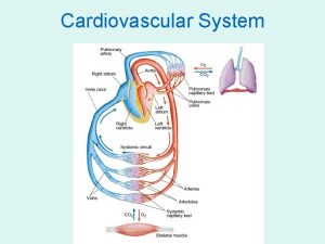 Cardiovascular System Arteries and arterioles Move Blood away