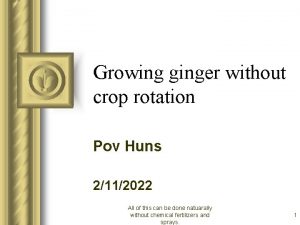 Growing ginger without crop rotation Pov Huns 2112022