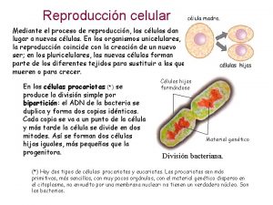 Reproduccin celular Mediante el proceso de reproduccin las