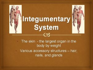 Integumentary System The skin the largest organ in