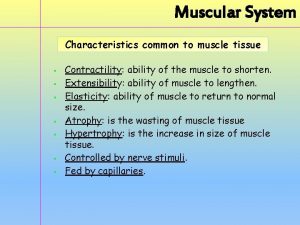 Muscular System Characteristics common to muscle tissue Contractility