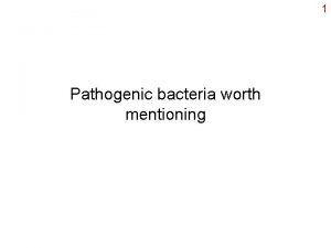 1 Pathogenic bacteria worth mentioning 2 Enterococcus E