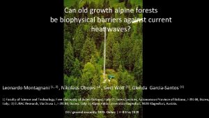 Can old growth alpine forests be biophysical barriers