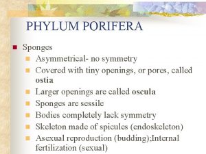 PHYLUM PORIFERA n Sponges n Asymmetrical no symmetry